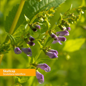 Herb Pharm Extrait de Skullcap - Dosage recommandé sur une cuillère