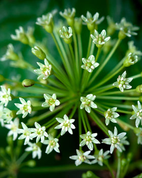 Herb Pharm Extrait Liquide Racine d'Éleuthéro sur un fond naturel
