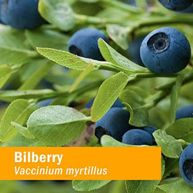 Herb Pharm Formule Liquide pour la Santé des Yeux avec des ingrédients naturels