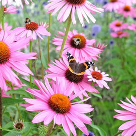 Herb To Body Echinacea en préparation de tisane