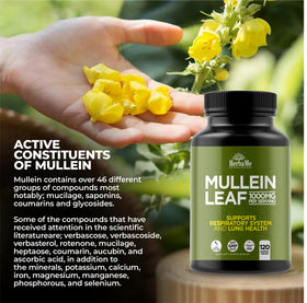 HerbaMe Mullein Leaf 1000mg boîtes alignées sur une étagère