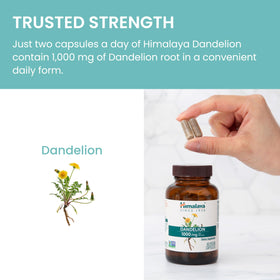 Himalaya Complément Racine de Pissenlit 1000 mg, 60 Capsules ouvertes
