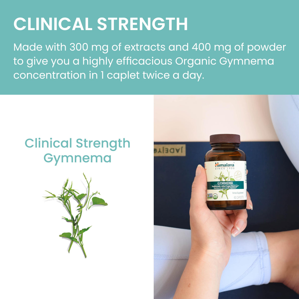 Himalaya Gymnema Sylvestre 700 mg détails de la composition