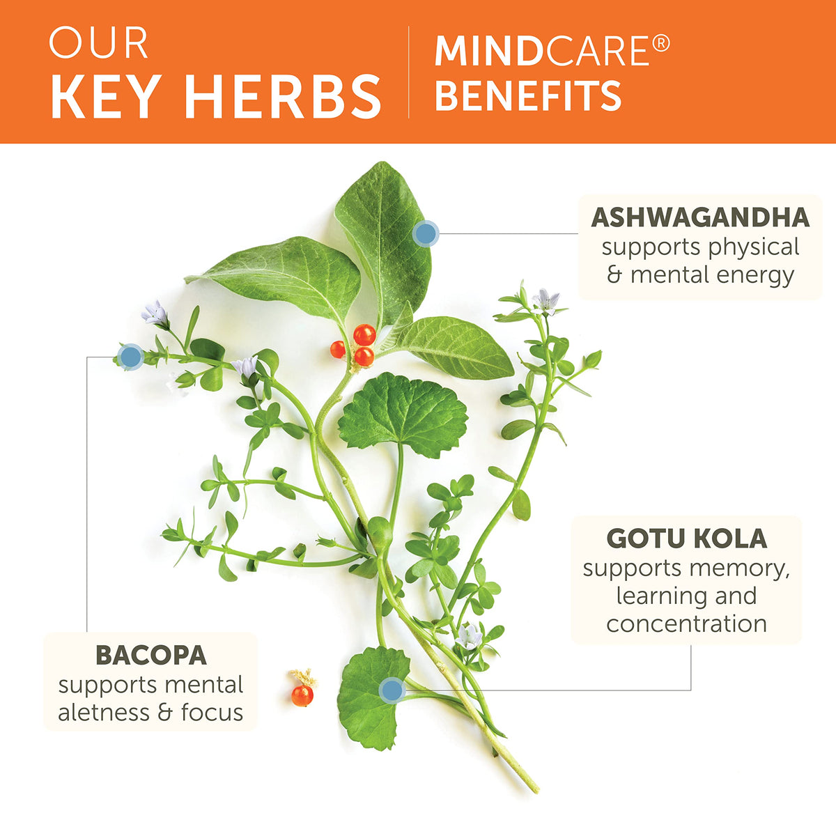 Himalaya MindCare boîte ouverte avec gélules visibles