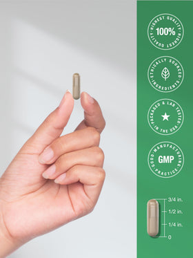 Horbäach chardon-marie capsules avec une plante en arrière-plan