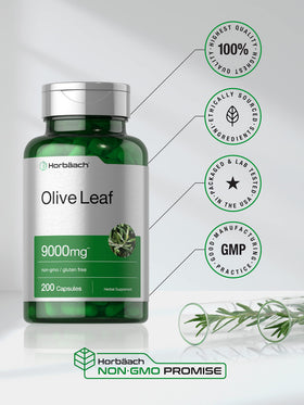Horbäach extrait de feuille d'olivier capsules dans la main