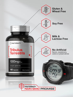 Horbäach Tribulus Terrestris, produit sur fond neutre pour mise en valeur