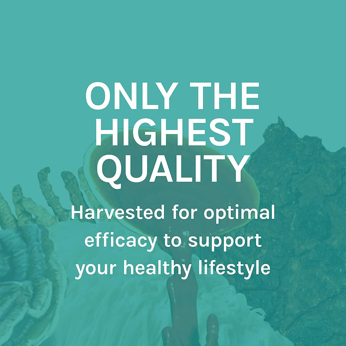 Host Defense MycoBotanicals Stress Decompress capsules with a measuring spoon