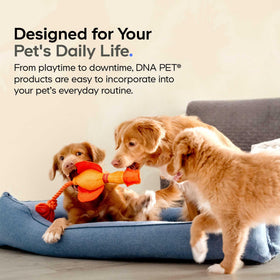 Huile d'Algue DNA PET pour chiens, présentation des capsules