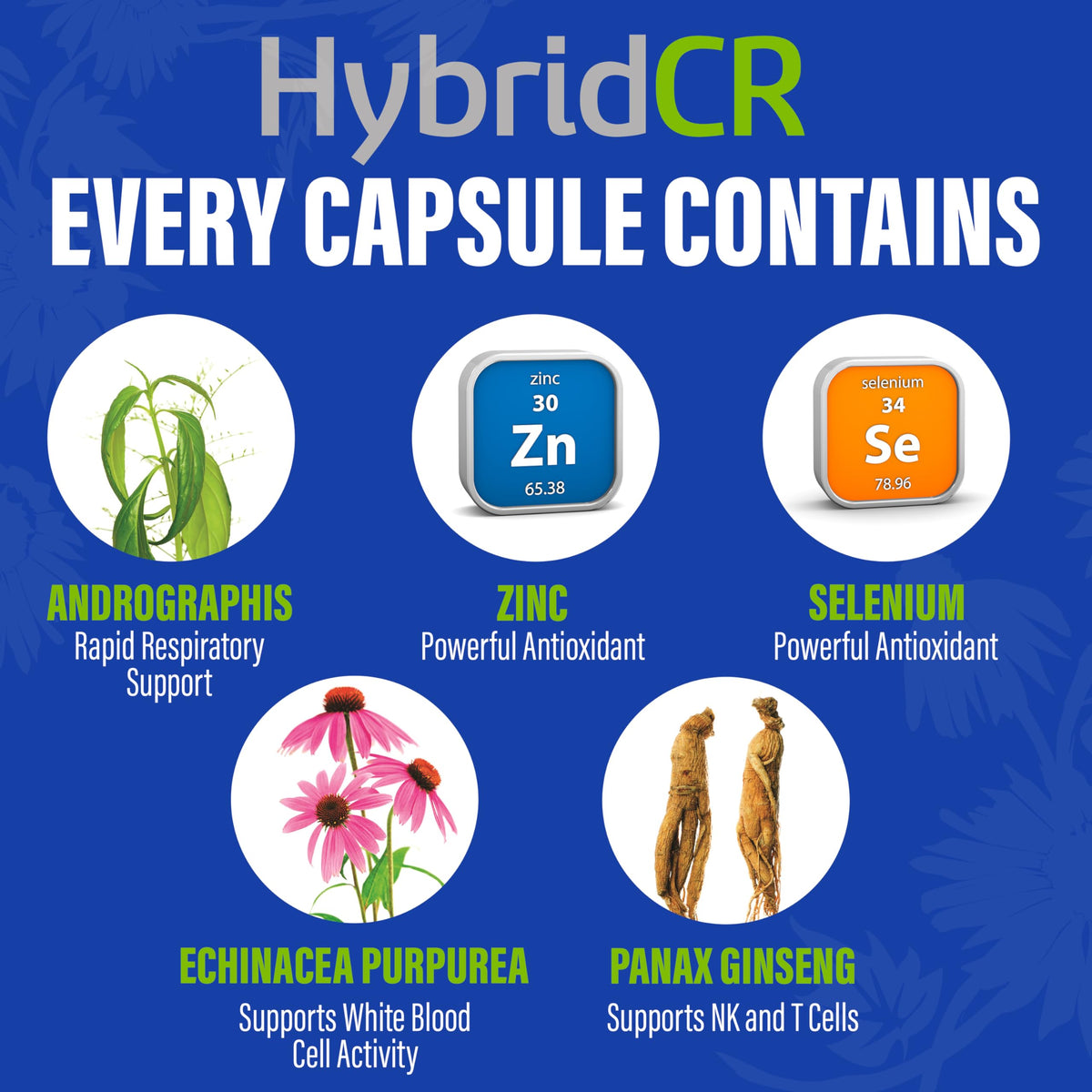 Hybrid Complément Alimentaire Support daily wellness - gélules sur fond blanc