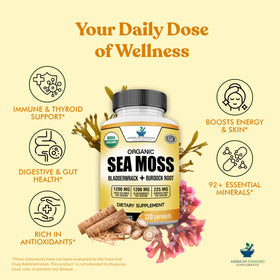 Ingrédients biologiques des capsules d'algues maritimes