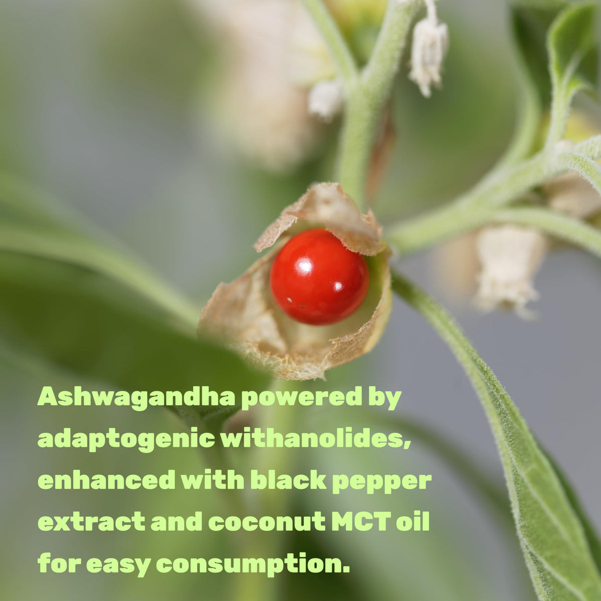 Ingrédients de l'extrait d'ashwagandha sur une table