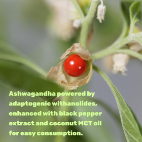 Ingrédients de l'extrait d'ashwagandha sur une table