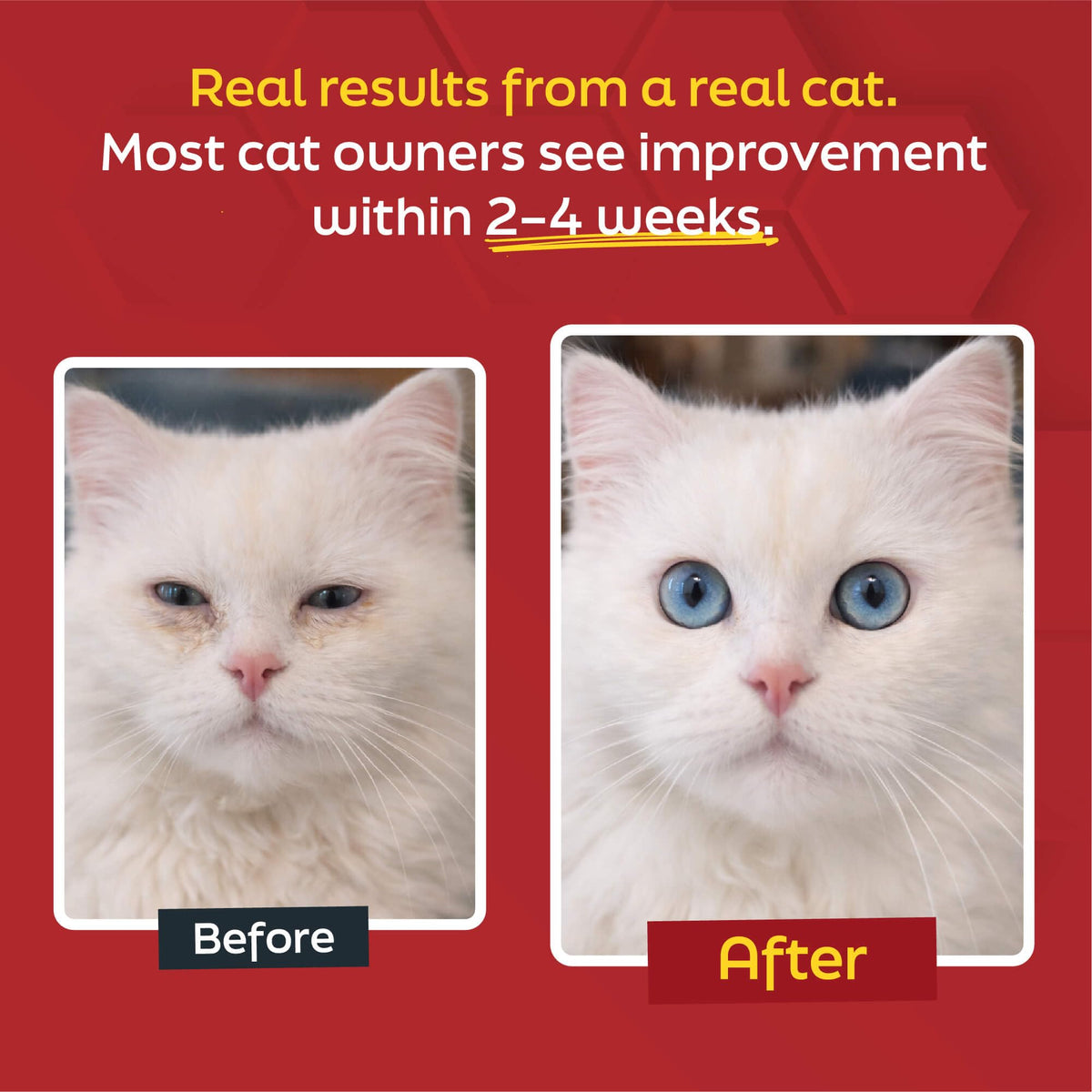 Ingrédients de la poudre de L-Lysine pour chats