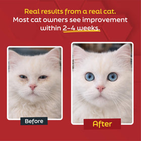 Ingrédients de la poudre de L-Lysine pour chats
