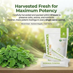 Ingrédients de la poudre de moringa bio Green Virgin Products