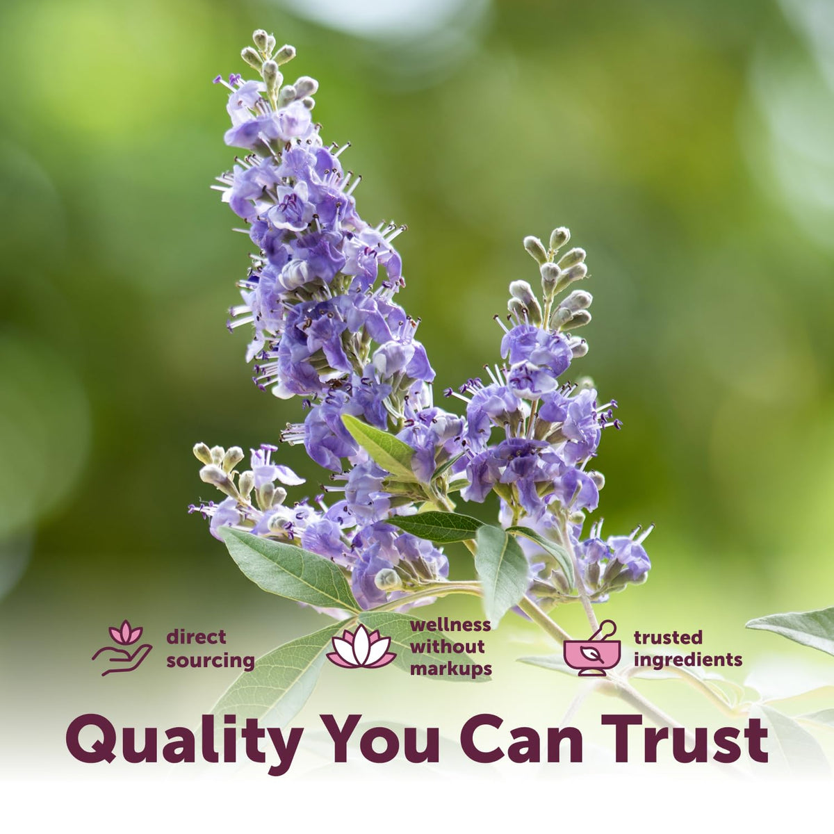 Ingrédients de Vitex Berry+ Advanced sur fond naturel