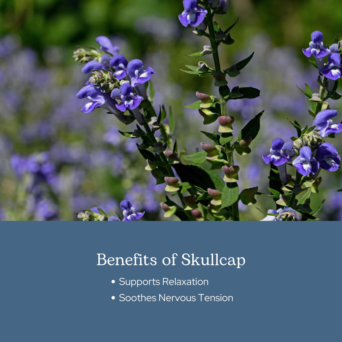 Ingrédients des capsules de Skullcap ECLECTIC INSTITUTE