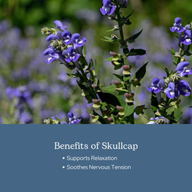 Ingrédients des capsules de Skullcap ECLECTIC INSTITUTE