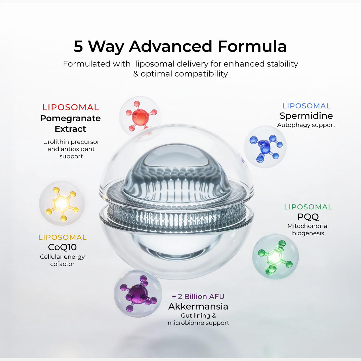 Ingrédients des capsules Neurogan Précurseur d'Urolithine Pro+