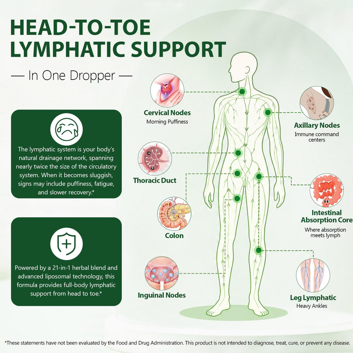 Ingrédients des Gouttes de Drainage Lymphatique QZFICNJY