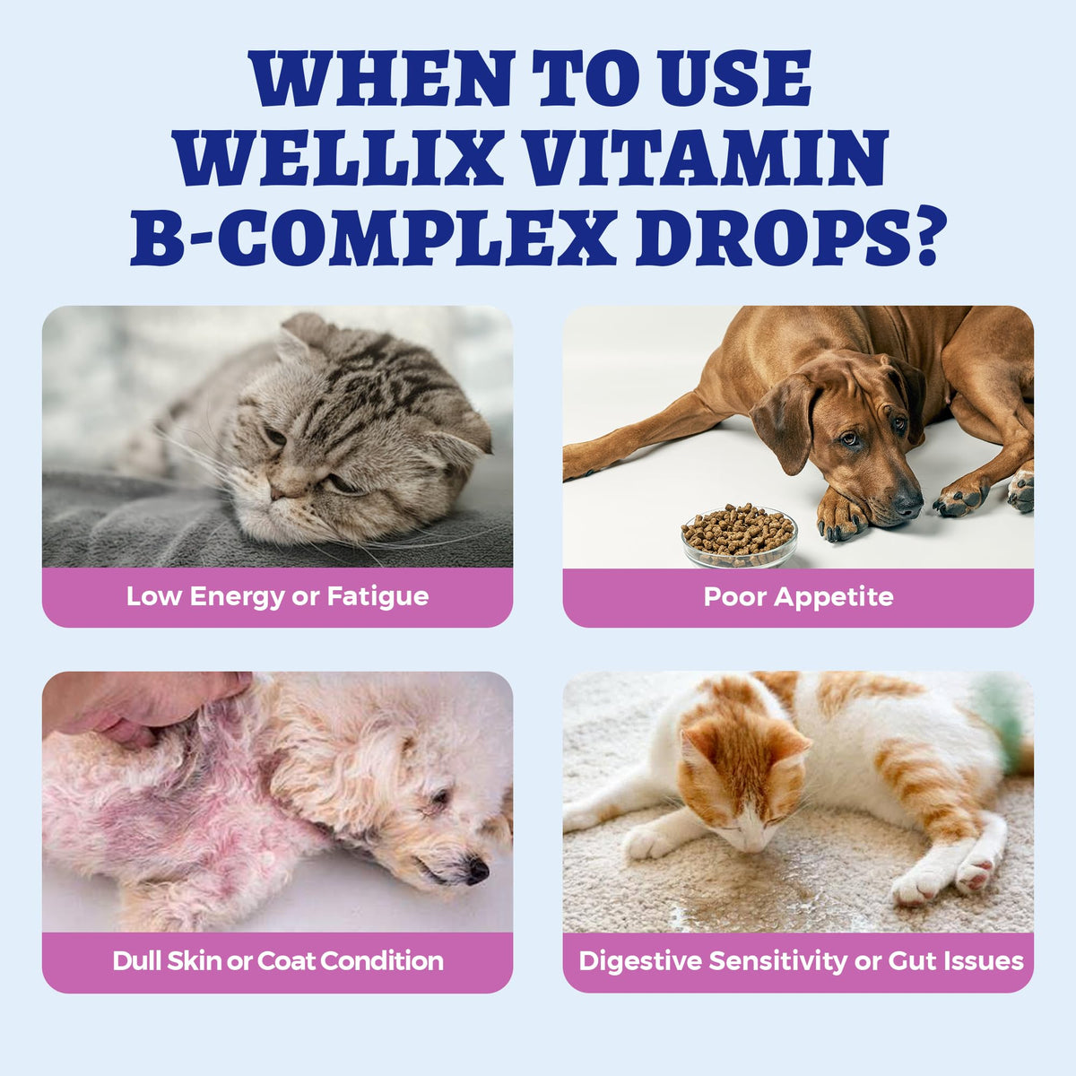 Ingrédients du complexe de vitamines B Wellix pour chiens et chats