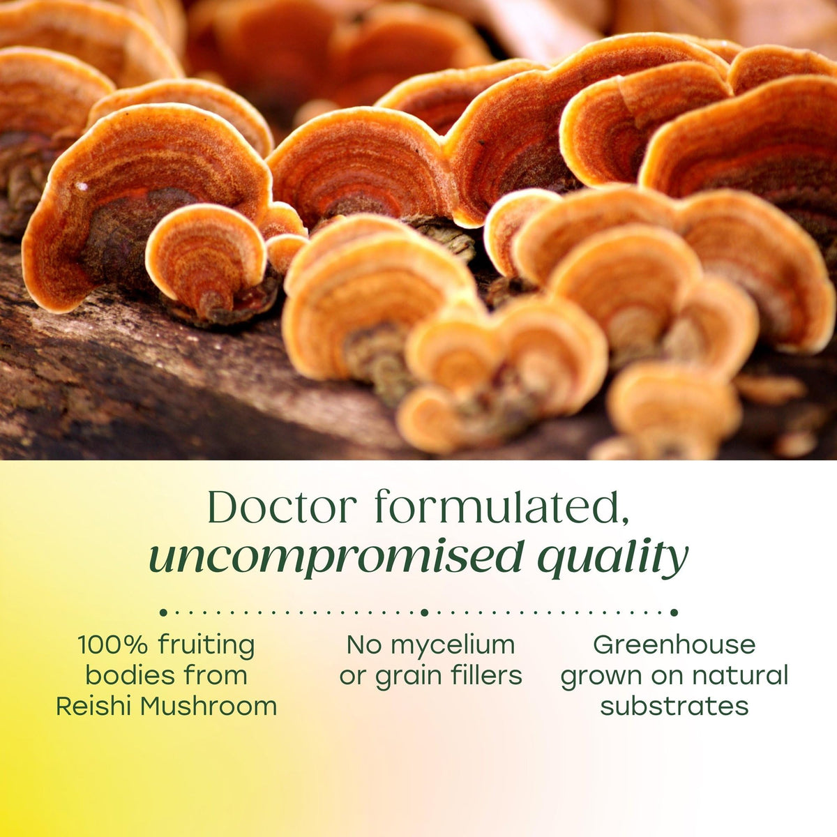 Ingrédients naturels de MegaFood Superfood Champignon