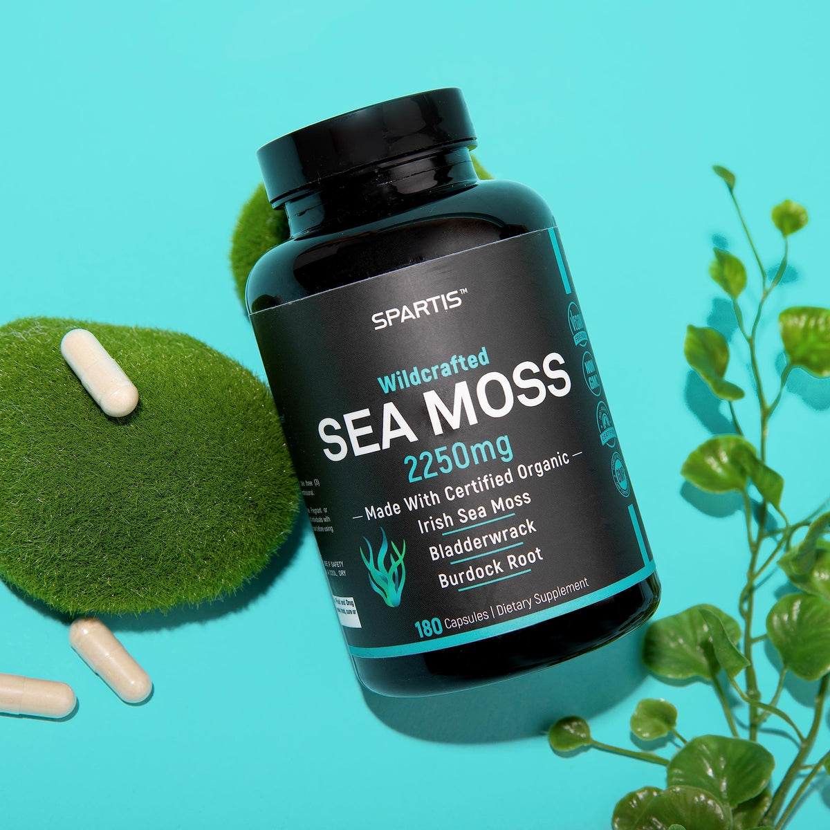 Ingrédients naturels pour les capsules de mousse maritime bio SPARTIS