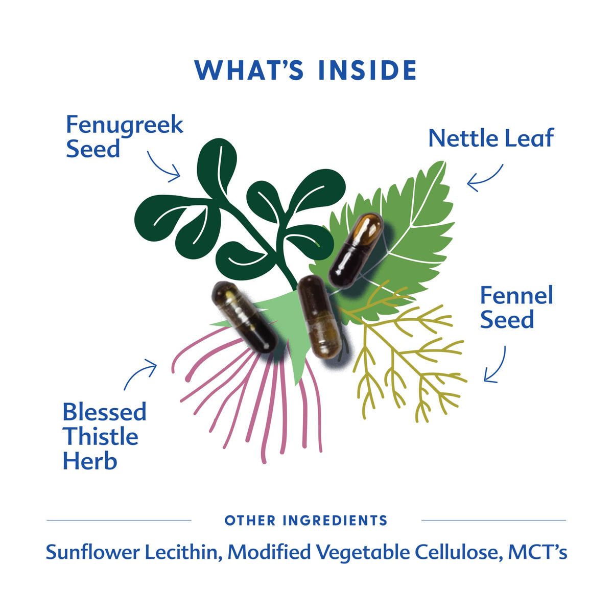 Ingrédients organiques du complément Motherlove More Milk Plus