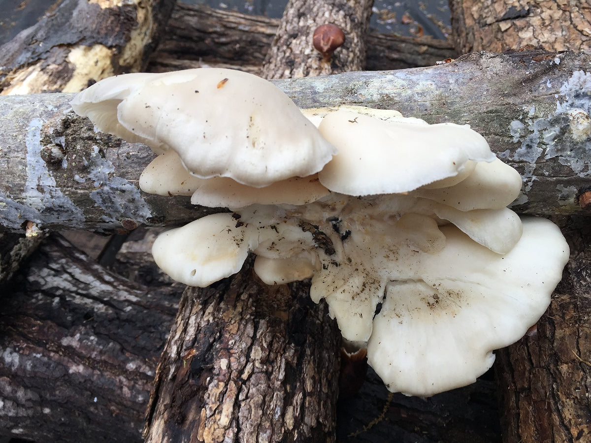Instructions d'inoculation pour champignon huître