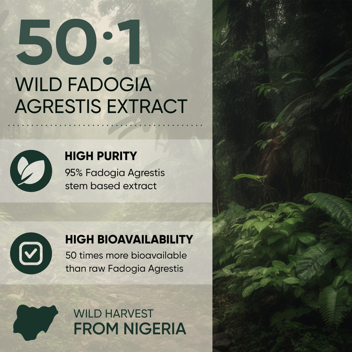 Jungle Powders Fadogia Agrestis Extrait 50:1 sur une table