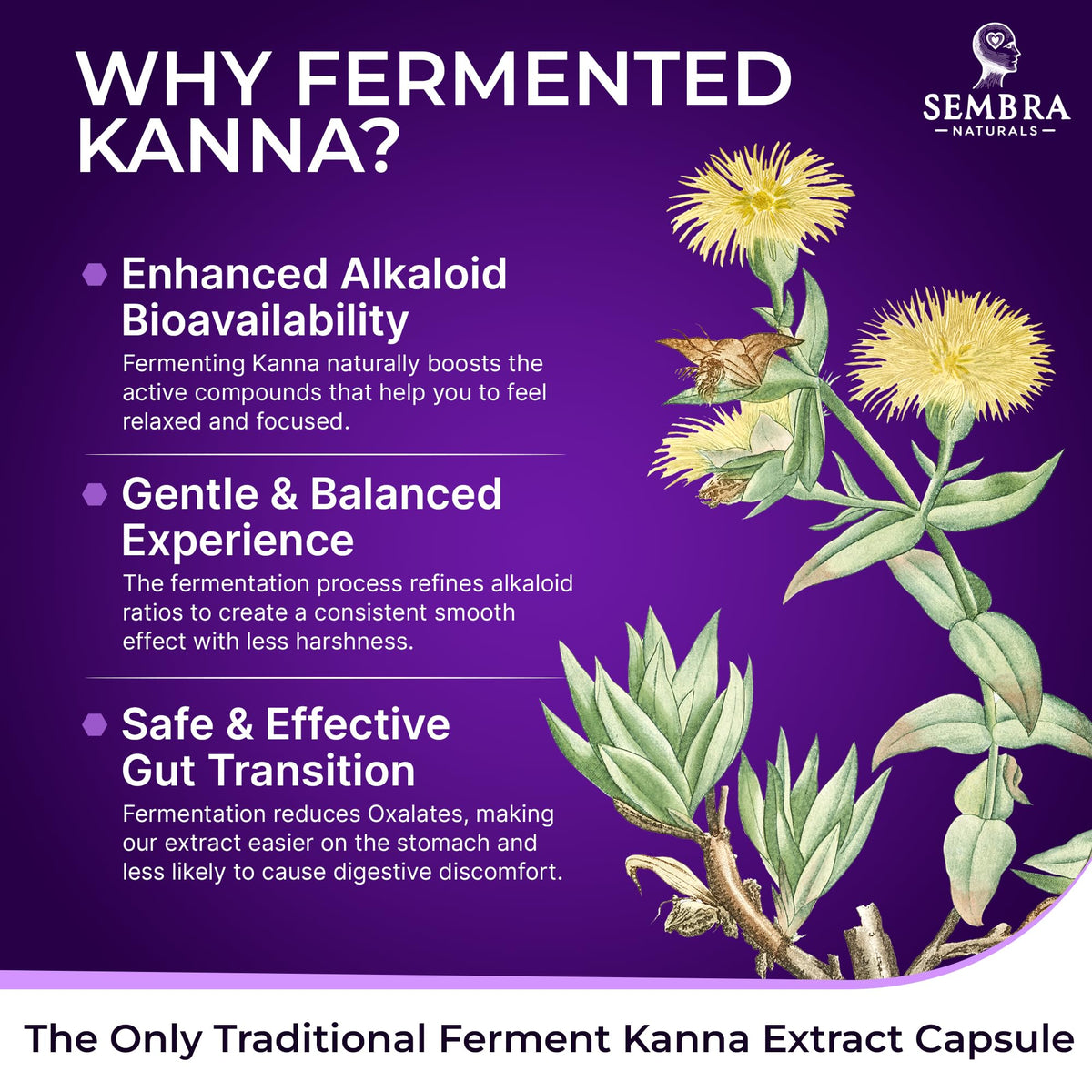 KANNAFOCUS SEMBRA NATURALS, capsules ouvertes pour montrer le contenu