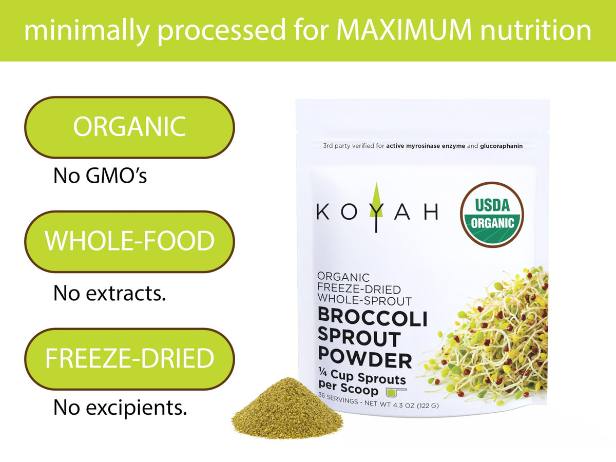 KOYAH Poudre de Germes de Brocoli Bio 132g en poudre sur une cuillère