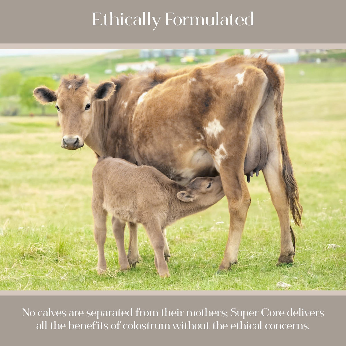 KROMA Poudre IgG non-dairy colostrum 30 portions avec un verre d'eau