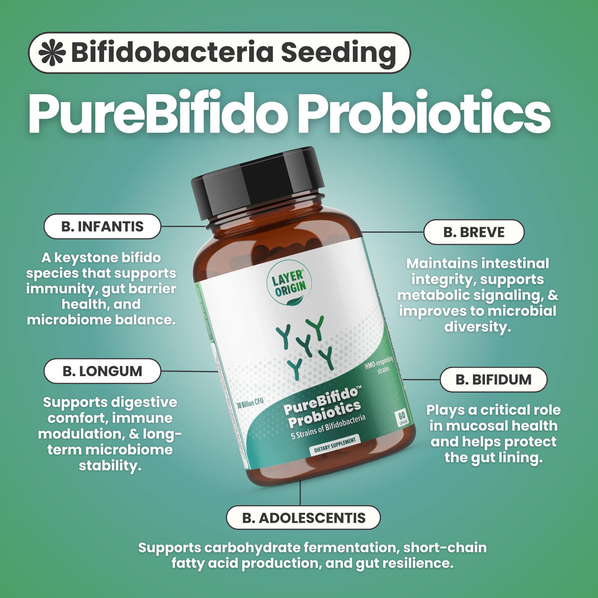 Layer Origin PureBifido Probiotiques poudre dans une cuillère