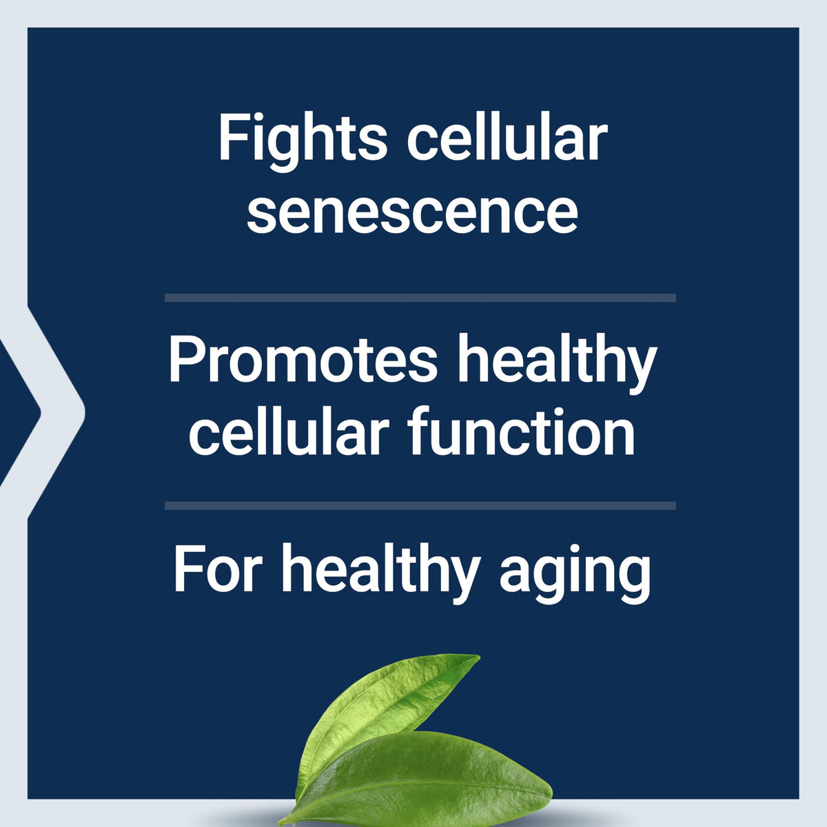 Life Extension GEROPROTECT Ageless Cell 30 gélules avec gélules visibles