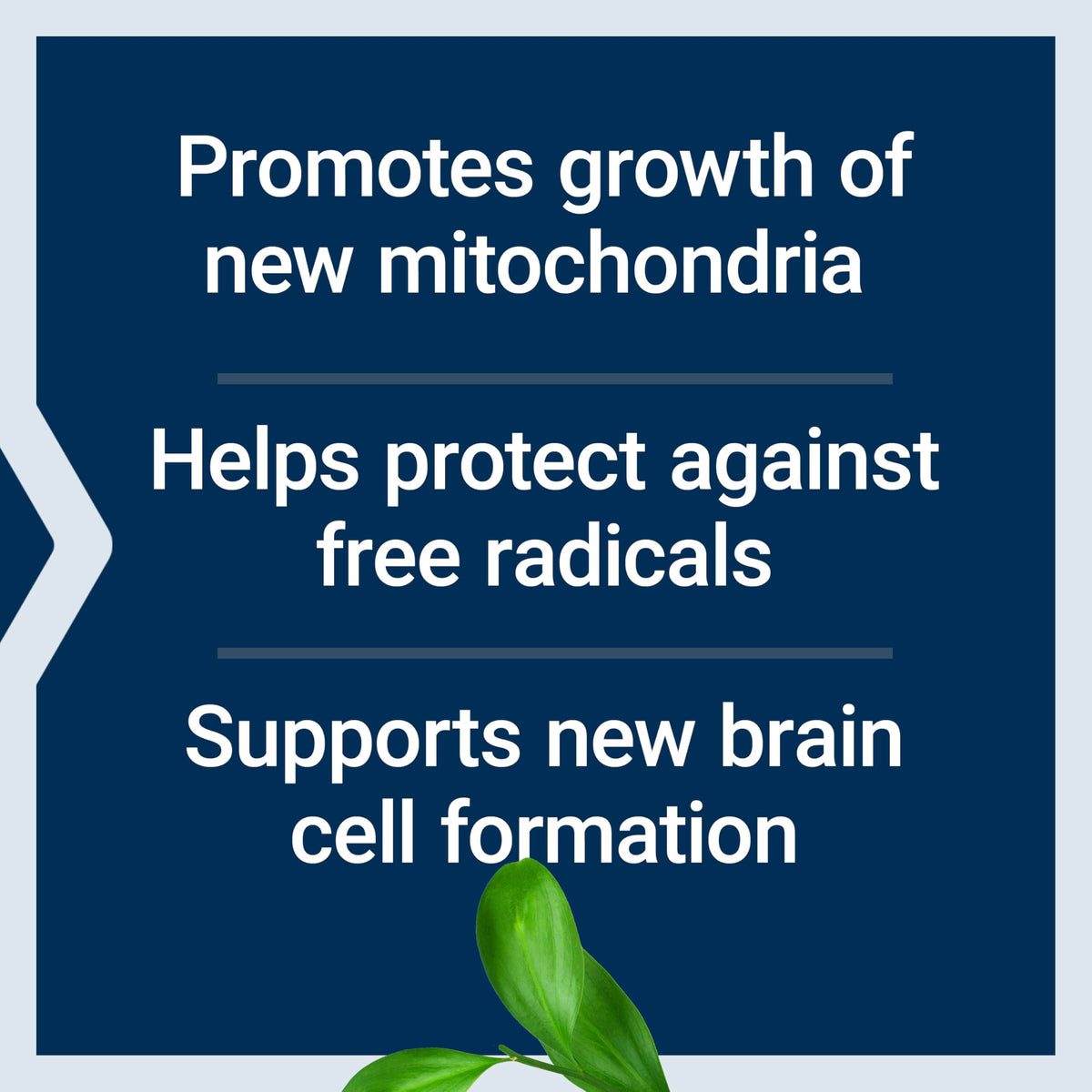 Life Extension Mitochondrial Basics 30 Capsules avec des ingrédients naturels