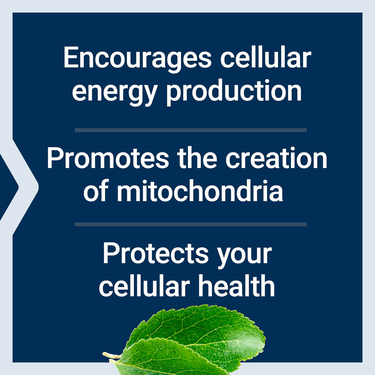 Life Extension Mitochondrial Energy Optimizer capsules close-up