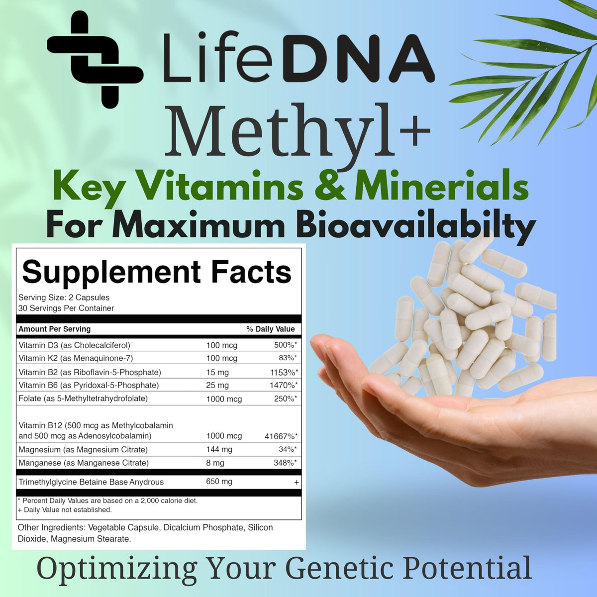 LIFEDNA Methyl + Methylfolate sur fond neutre