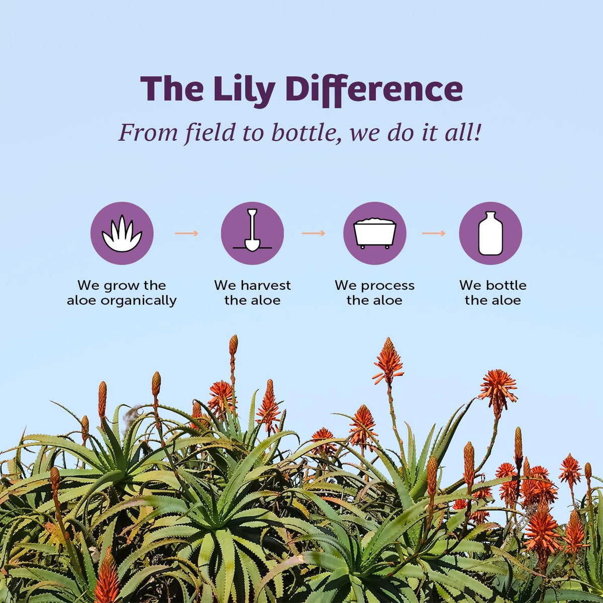 Lily Of The Desert Formule Stomachale 946 ml pack de deux