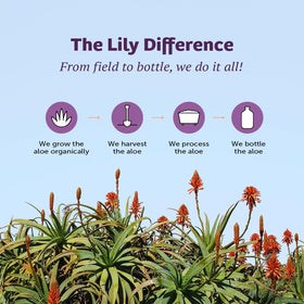 Lily Of The Desert Formule Stomachale 946 ml pack de deux
