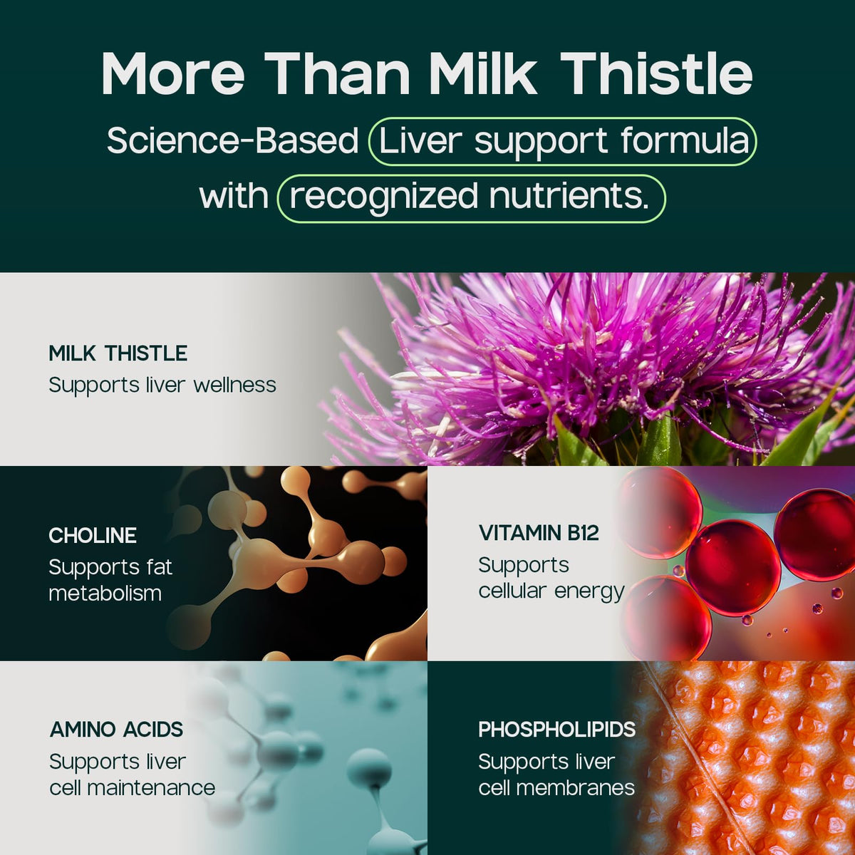 LIVERITE Complément Alimentaire, capsules à l'intérieur du flacon