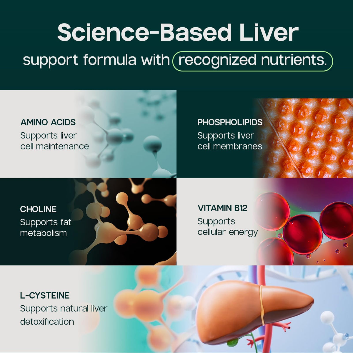 LIVERITE Complément Alimentaire pour le Foie, dosage recommandé