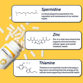 LONGEVITY LABS + capsules de spermidineLIFE ouvertes
