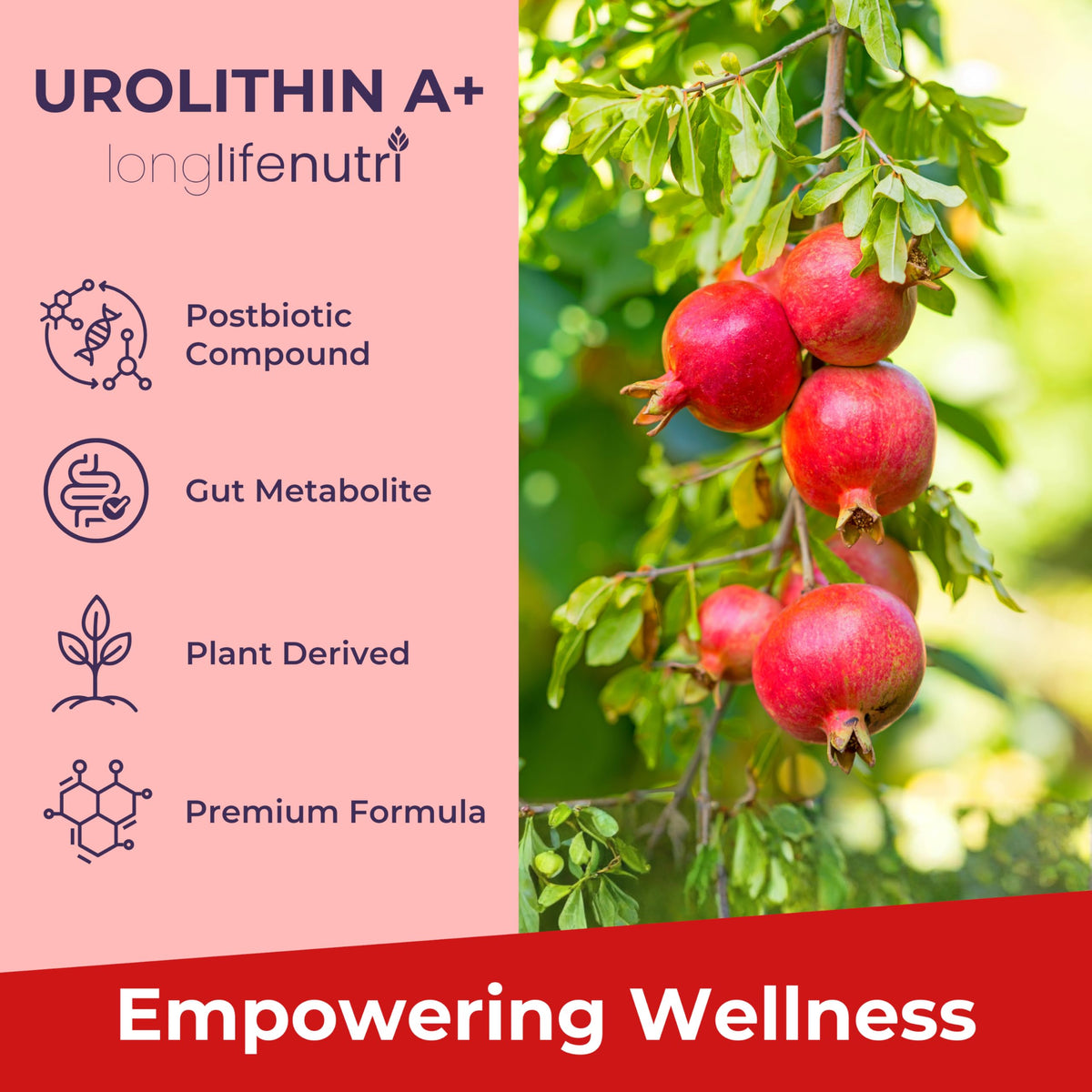 LongLifeNutri Urolithin A 1200 mg vue de côté du sachet