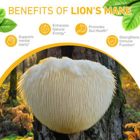 MAYPJHEH Gouttes de Champignon Crinière de Lion 120 000 mg avec compte-gouttes
