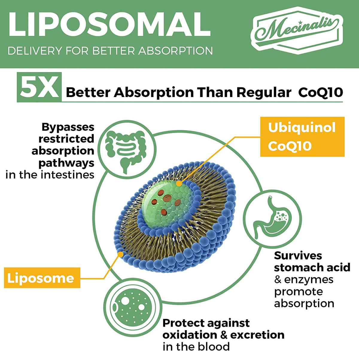 Mecinalis CoQ10 Ubiquinol 1000mg gélules en gros plan