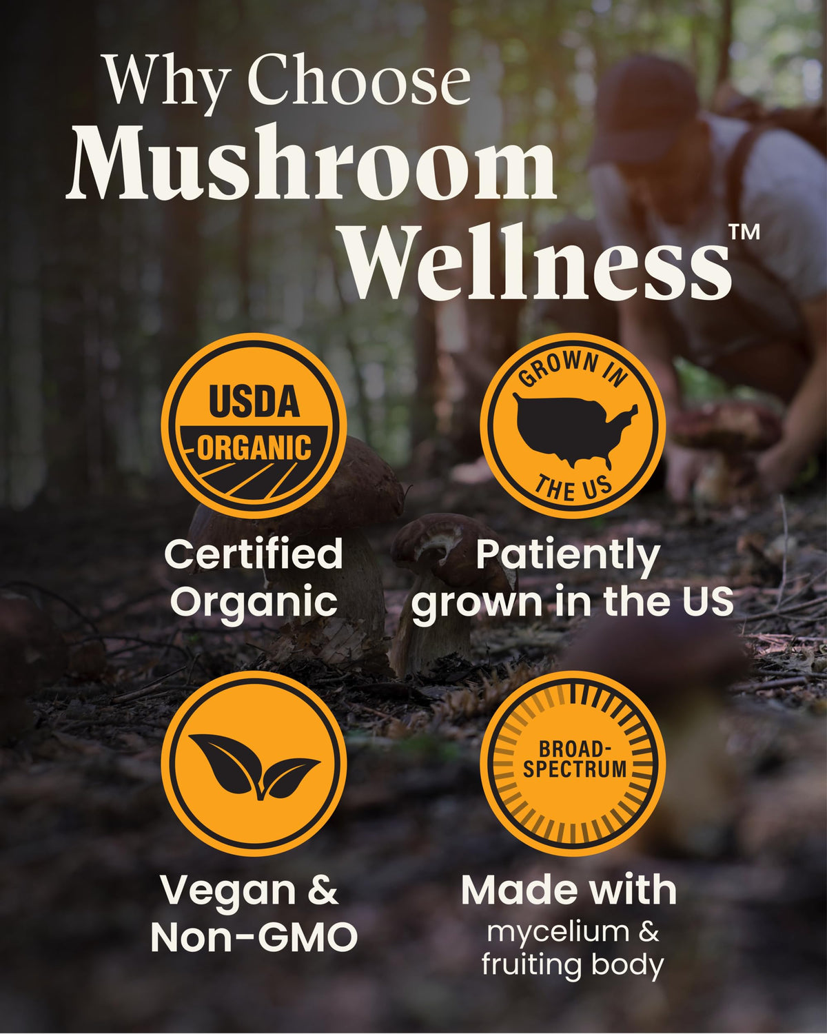 Mélange de champignons bio sur une table avec flacon Herb Pharm