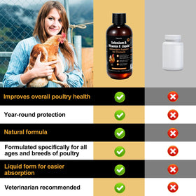 Mélange de la Formule de Vitalité Aviaire inqigi avec des grains pour volailles