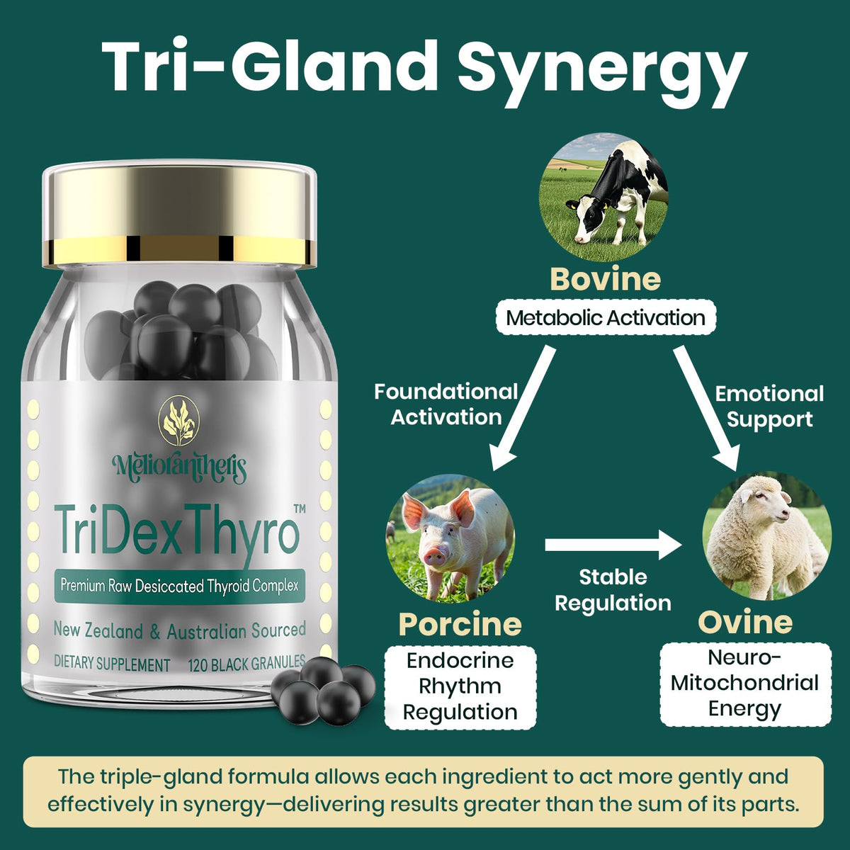Meliorantheris complément thyroïdien 375 mg, arrière de la boîte